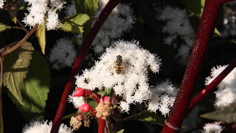 Les suivis, notamment d’insectes, rendent compte de la diversité d’espèces présentes dans un site donné. Les itinéraires techniques peuvent être adaptés en fonction de leurs résultats. ©L. Hespel